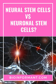 Neural Stem Cells Vs Neuronal Stem Cells Definitions And Explanation In 2020 Stem Cells Cell Definition Neurons