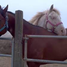 Silver creek stables trail riding and boarding. Best Horse Stables Near Me July 2021 Find Nearby Horse Stables Reviews Yelp
