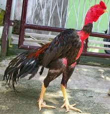 Ayam Saigon Vietnam Beautiful Birds Saigon Chicken Breeds