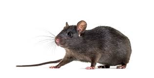 There are up to 15 species of ticks that live in georgia. A Pest That Loves To Mess With Roofs In Georgia Roof Rats Findlay Roofing