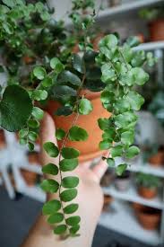 Image result for Pellaea