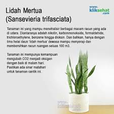 Lidah Mertua Pendidikan Kesehatan Obat Alami Kesehatan Alternatif