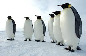 Penguins Of The Antarctic Nature Documentary Show Clips Of This To Students To Show Penguins In Their Habitat The Penguins Emperor Penguin Arctic Animals