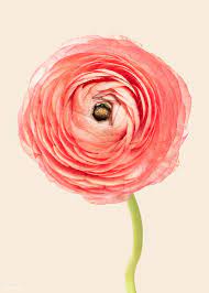 Blooming Pink Ranunculus Flower Premium Image By Rawpixel Com Teddy Rawpixel