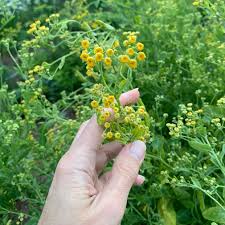 Image result for Tanacetum balsamita