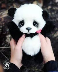 Look How Adorable Fifi Is I Am In Love With Her Sevimli Hayvan Yavrulari Pandalar Sevimli Kopek Yavrulari