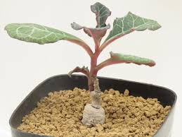 Image result for Monadenium pseudoracemosum