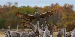 What do sandhill cranes eat. Sandhill Crane Population And Management Issues On Tap For Nrb Meeting