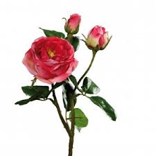Diese rosen blühen besonders lange. Rose Mit 1 Blute 2 Knospen 46cm 43448 32