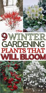 9 Winter Gardening Ideas For The Outdoors In 2020 Winter Gardening Plants Winter Plants Winter Garden