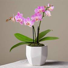 This is an instructable of planting orchids which used less water and less watering. Orchid Flowers Shop Orchid Bouquets For Delivery Proflowers