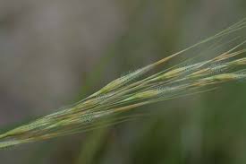 Image result for Hyperthelia dissoluta