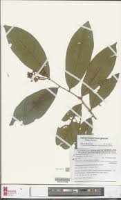 Image result for Campylospermum