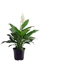 Indoor Plants The Home Depot In 2020 Indoor Flowering Plants Household Plants Plants