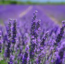 It is no wonder families visit us year after year. 3 Lavender Fields To Visit This Summer Near Hudson County Hoboken Girl