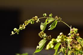 Image result for Gouania