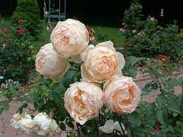 Pin On Rozes