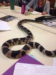 Eastern Pine Snake At Staff Meeting Pine Snake Snake Staff Meetings