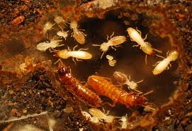 Older homes and homes near water are at risk for termite infestations. 4 Reasons To Never Treat Termites Yourself