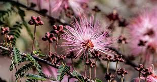 Postcard perfect arizona by saija lehtonen | nature photography, beautiful landscapes, beautiful places. 6 Best Spots In Arizona To Photograph Wildflowers Visit Arizona