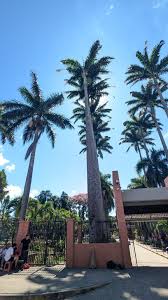 Image result for Roystonea oleracea