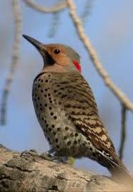 Brown Bird With Red Patch On Back Of Head Male Northern Flicker Yellow Shafted Form Never Even Knew This Bird Lived In Maine Same Size As The Mourning Doves I Almo State Birds Northern Flicker Bird