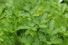 Image result for Petroselinum