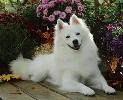 Black American Eskimo Dog The Standard American Eskimo Dog Is An Intelligent Energetic Playful And Affectionate Companion Dog They Are American Eskimo Dog American Eskimo Eskimo Dog