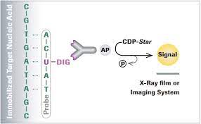 Several biotinylation methods for rna have been reported. Digoxigenin Dig Methods And Kits Sigma Aldrich