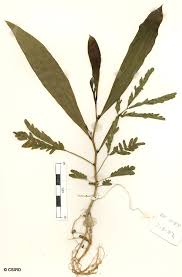 Image result for Acacia mangium