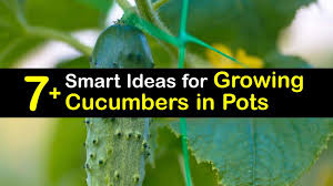 Give them water but not like you give water to your mature plants, just mist the water to. 7 Smart Ideas For Growing Cucumbers In Pots