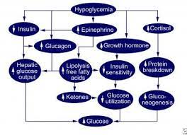• hypoglycemia is the medical term used when the amount of glucose (sugar) in someone's blood is lower than it should be.stable forms of liquid glucagon could. Pediatric Hypoglycemia Practice Essentials Etiology Epidemiology