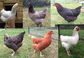 Chickens are a lot smarter than people generally give them credit for. School Chickens School Grounds Nature Notes