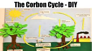 Carbon Cycle Model School Science Exhibition Project In 2020 Science Exhibition Projects Model School School Diy
