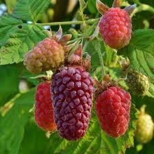 Mure Framboise Buckingham Vente Mure Framboise Buckingham Rubus Fruticosus X Idaeus Buckingham Arbre Fruitier Fruits Frais Framboise