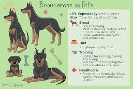 There are 45 beauceron puppy for sale on etsy, and they cost $14.14 on. Beauceron Full Profile History And Care