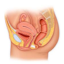 Jump to navigation jump to search. Medical Stock Art Anatomical Illustration Graphics Animation