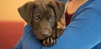 Pets are like family and like family we want the best food, toys, care products, training aids and. Stopping Puppy Mills Means Stopping Pet Store Sales That Keep Cruelty In Business Aspca