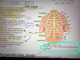True ribs rib pairs one through seven attach to the sternum directly via a piece of cartilage. Solved Caxis Ø§Ù„Ù…Ø±Ù Ú©ÛŒ Ø¨Ø¹Ù‡Ø¨ Ø§ÙÙ‚Ø±ÛŒ Rib Cage Mum And 12 Pair Chegg Com