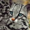 Latin name 100 animals or fauna (animals) indonesia is a complete list of the latin names of plants that i have published on this blog. Https Encrypted Tbn0 Gstatic Com Images Q Tbn And9gcrnxfja75zapot6t3lzv2blywd2einc80reklzti4ccr9gu0v9g Usqp Cau