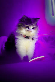 These cat facts that will blow your mind and make you see cats very differently. 750 Cute Cat Pictures Download Free Images On Unsplash
