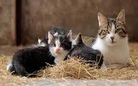 Por Que Mi Gato Me Succiona Como Si Amamantara Todas Las Razones Y Solucion Blog De Animales