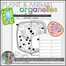 Plant And Animal Cell Organelle Comparison With Chart