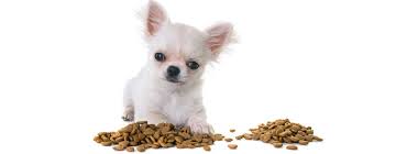 Ovviamente dopo aver mangiato, il nostro chihuahua dovrà fare i suoi bisognini. Cosa Dare Da Mangiare Ad Un Chihuahua L Alimentazione Ideale