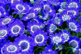 Image result for Cineraria