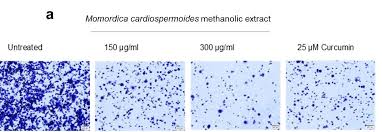 Image result for Momordica cardiospermoides