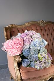 Che cosa ho sbagliato nella potatura? Foto Ortensie Immagini E Vettoriali