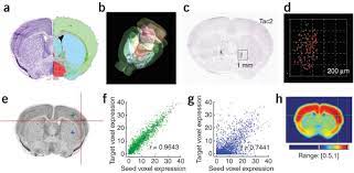 Pdf spatiotemporal protein atlas of cell death related molecules in the rat mcao stroke model semantic scholar from d3i71xaburhd42.cloudfront.net. An Anatomic Gene Expression Atlas Of The Adult Mouse Brain Nature Neuroscience