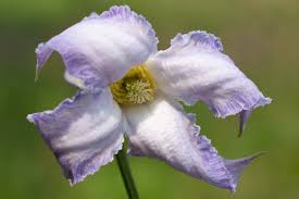 Image result for Clematis uhehensis