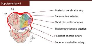 Image result for Posterior Circulation